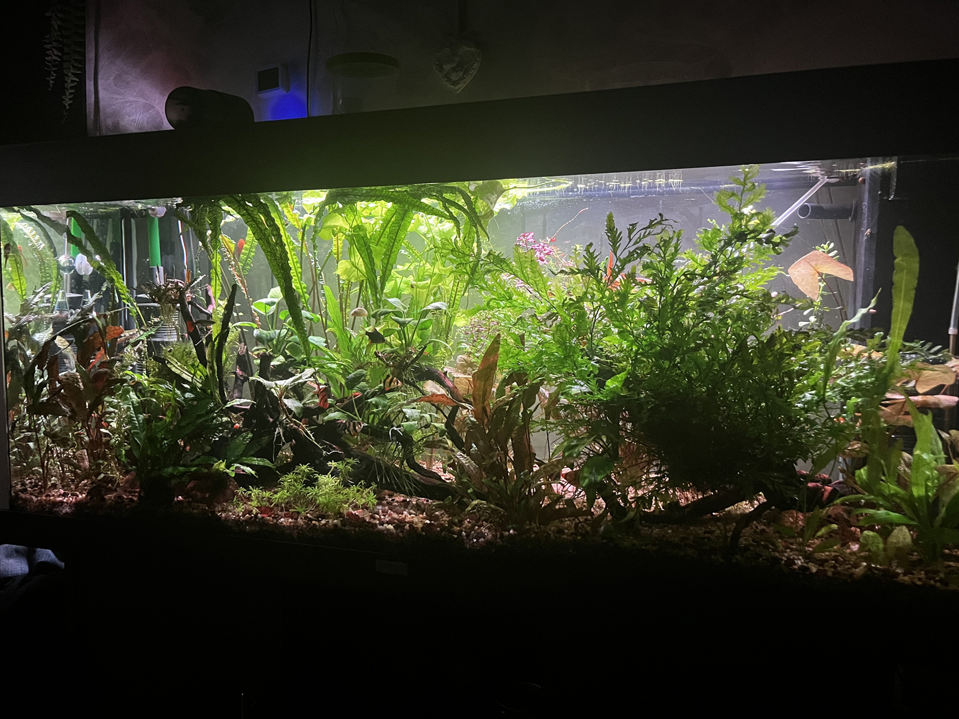 Juwel Rio 240 — Azalya