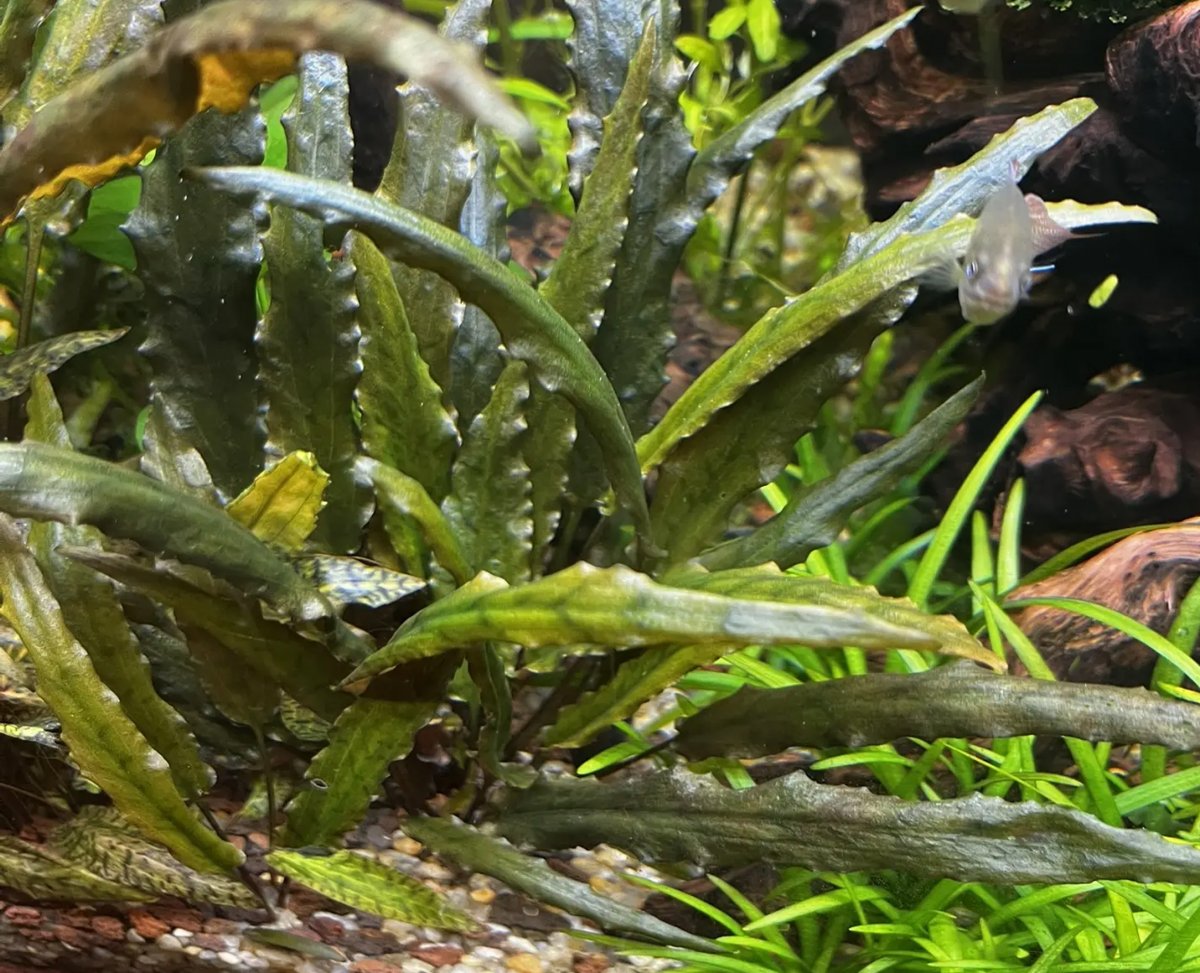 Криптокорина Вендта Тропика / Буллоза (Cryptocoryne wendtii «Tropica»)