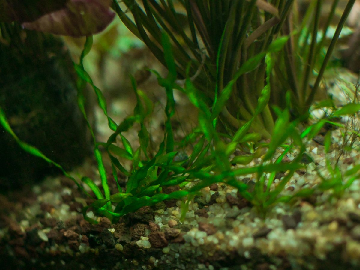Валлиснерия спиральная Крученолистная (Vallisneria spiralis Tortifolia)