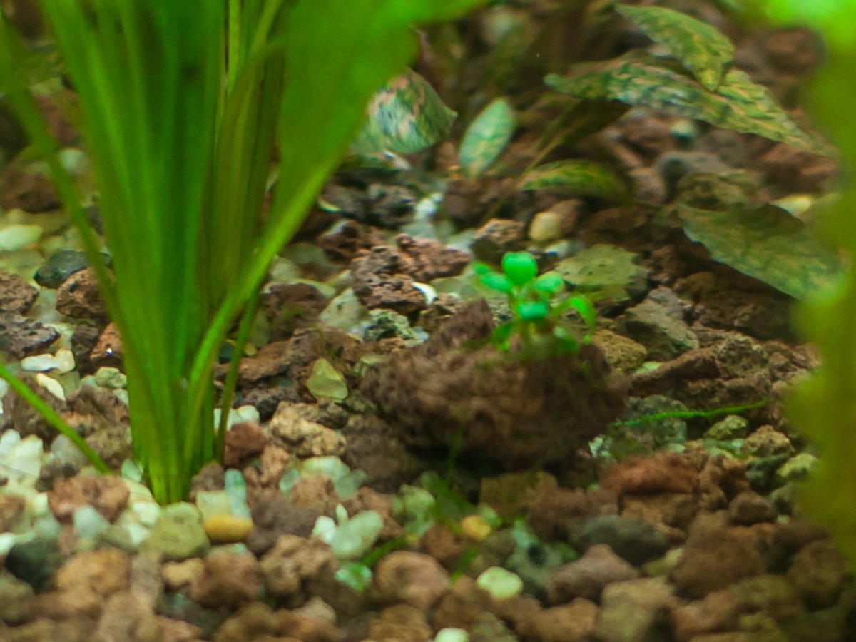 Анубиас нана Петит (Anubias barteri var. nana Petite)