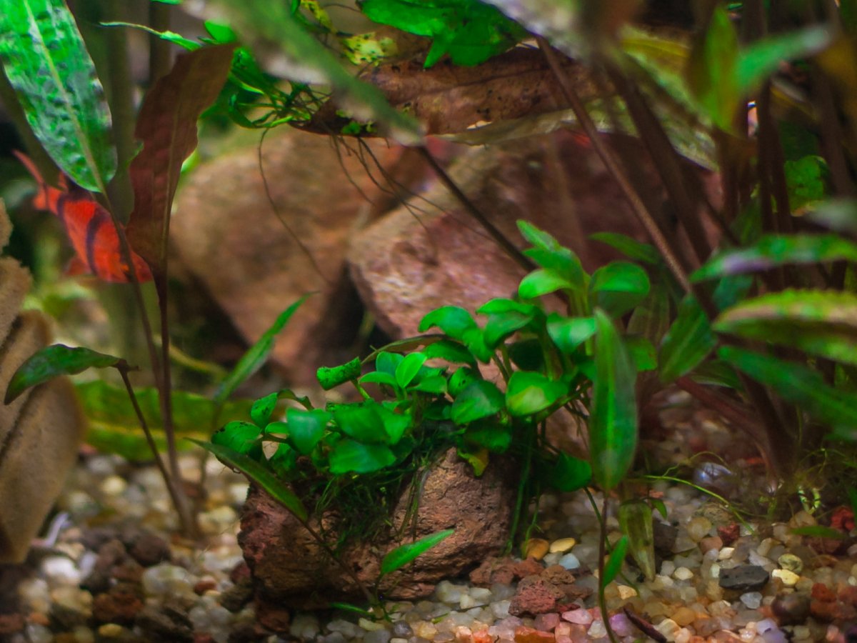 Анубиас нана карликовый (Anubias barteri var. nana)