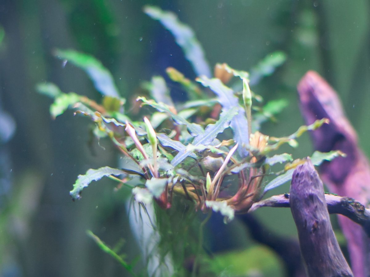 Буцефаландра Катерина Красная (Bucephalandra sp. Catherineae Red)