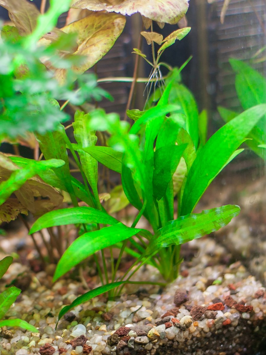 Эхинодорус Блехера / Амазонка широколистная (Echinodorus bleheri)