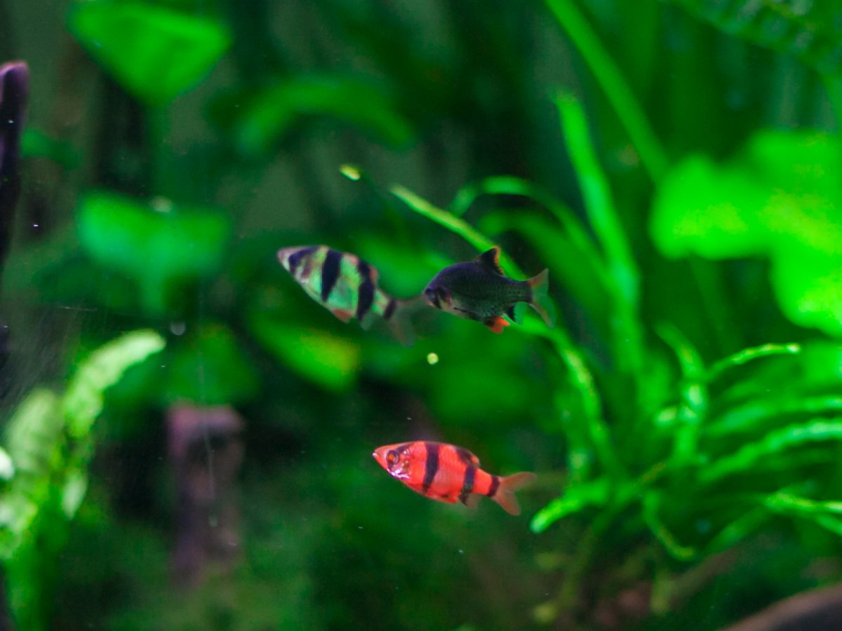 Барбус суматранский GloFish Красный (Puntigrus tetrazona "Red GloFish")