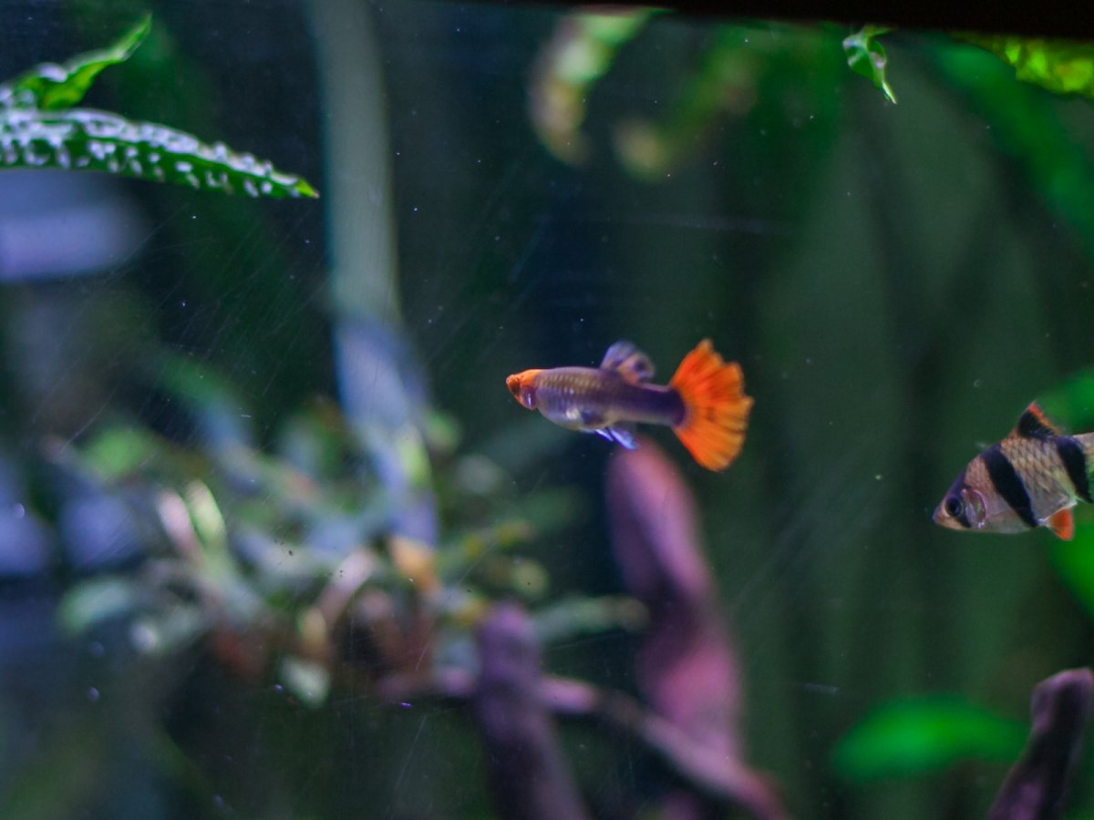 Гуппи Кои Тукседо / Красный Смокинг (Poecilia reticulata "Koi Tuxedo")