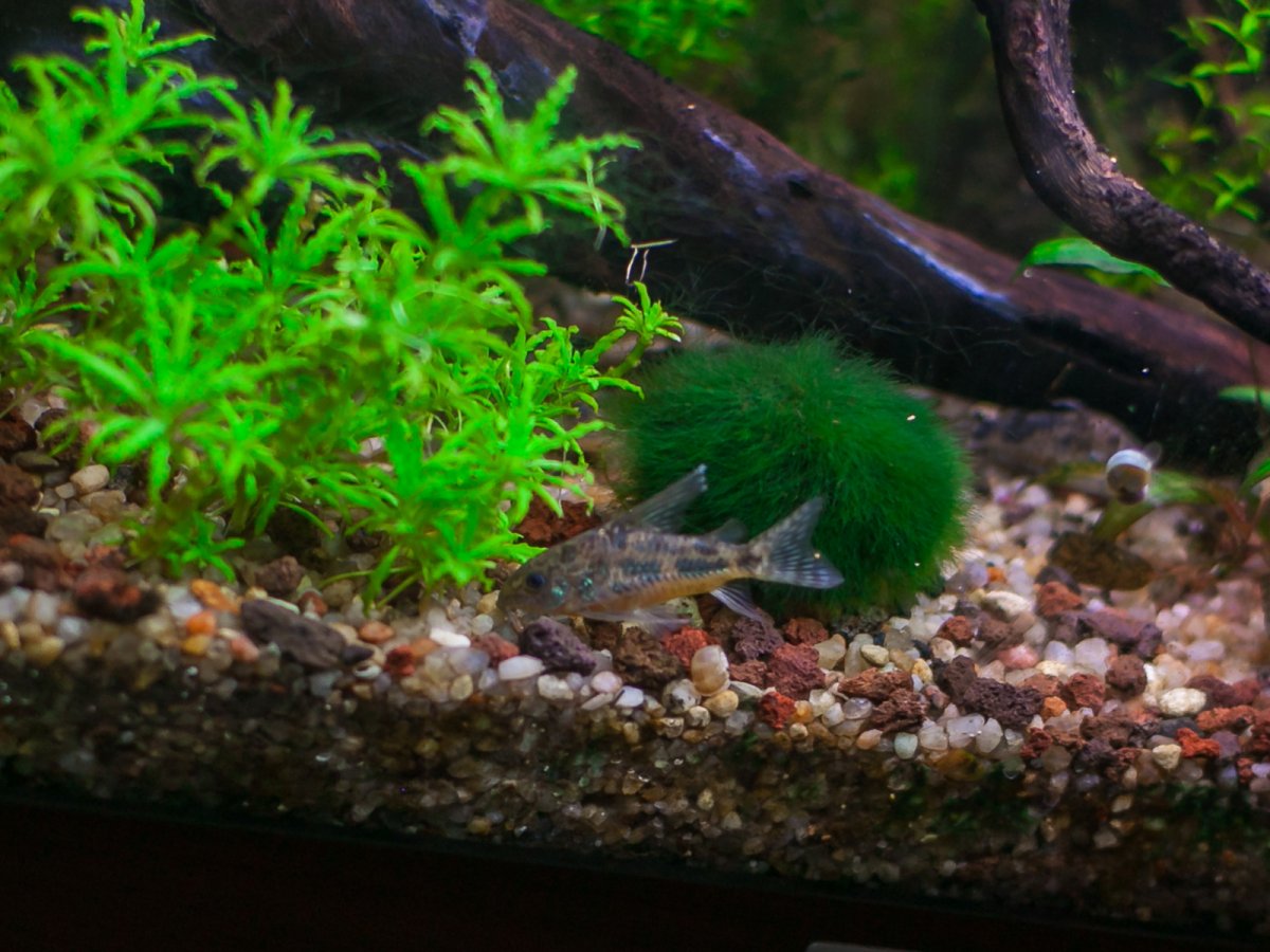 Сомик Коридорас крапчатый (Corydoras paleatus)