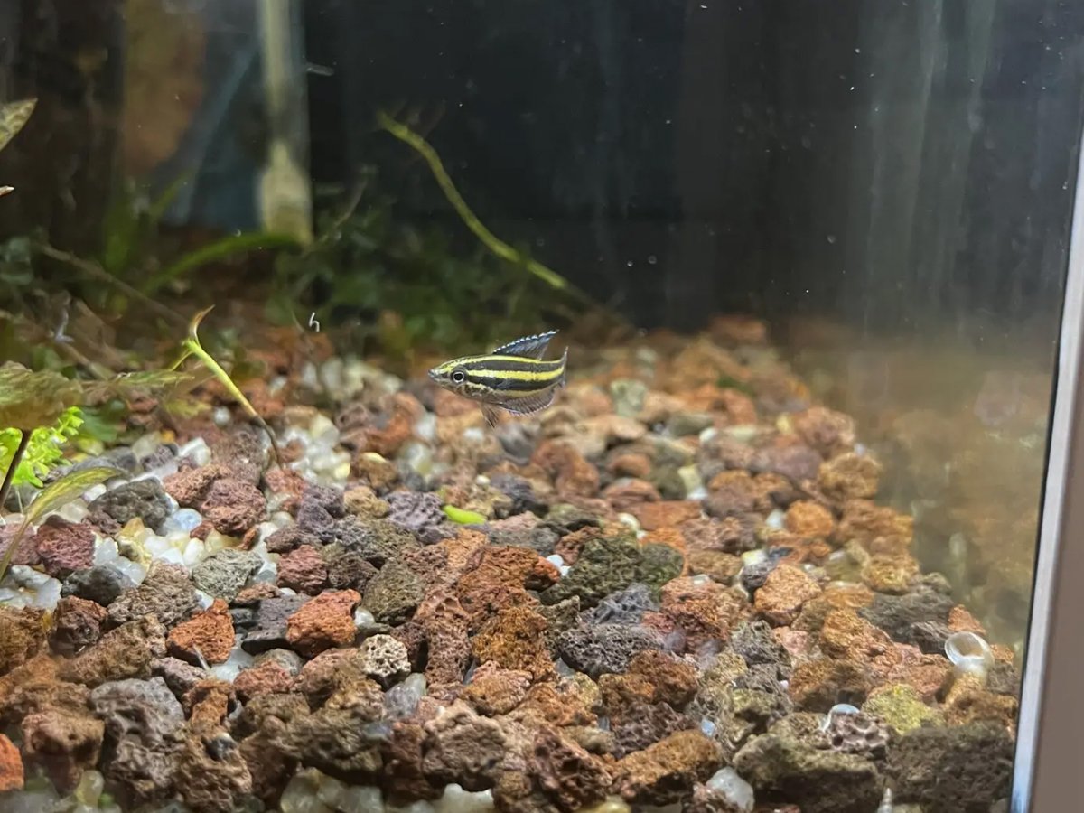 Гурами Лакричный карликовый (Parosphromenus sp.)