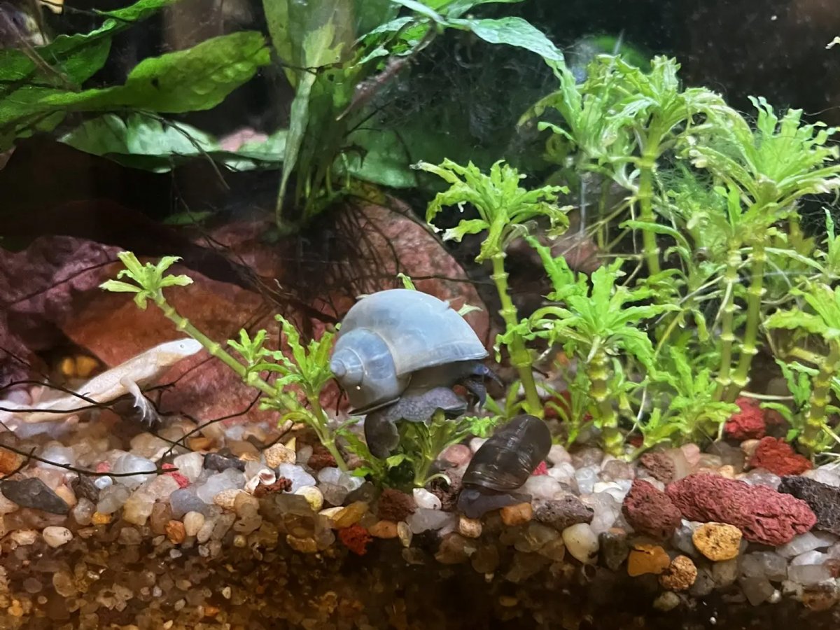 Улитка Ампулярия голубая (Pomacea bridgesii "Blue")
