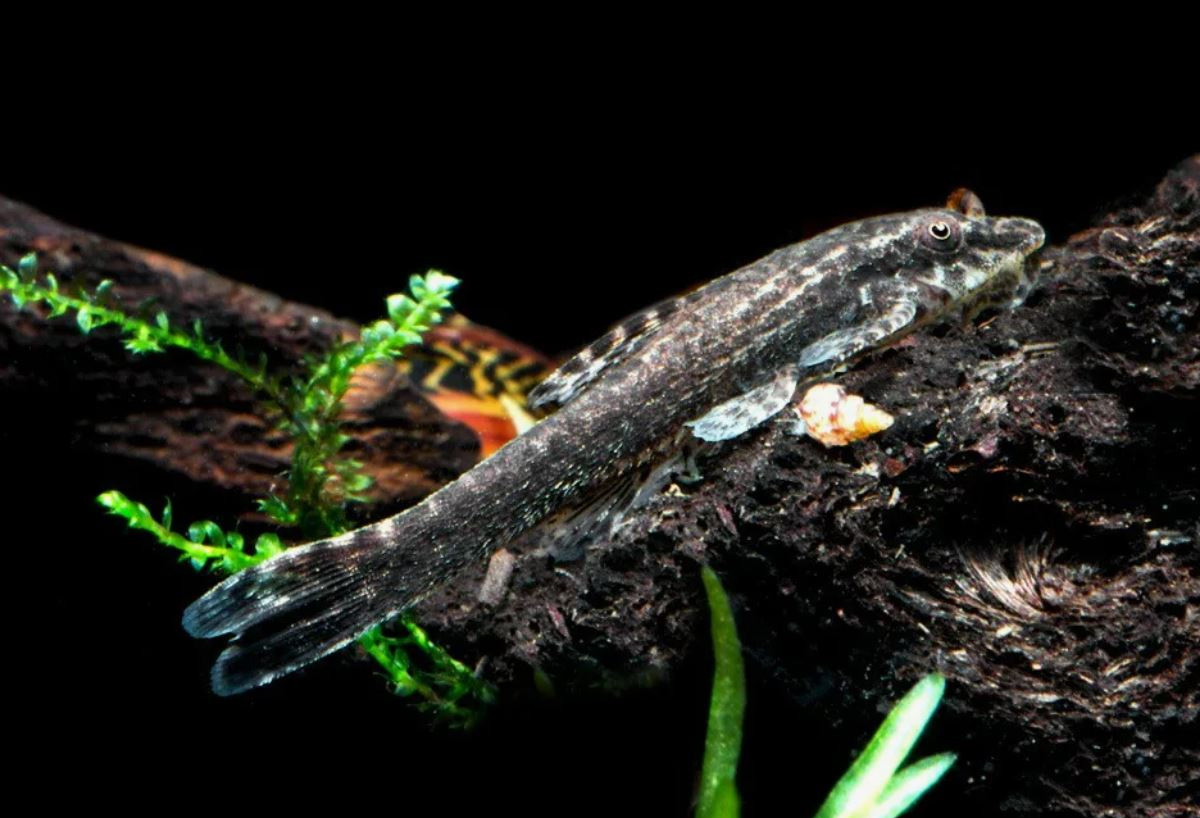 Отоцинклюс негрос / Сомик-чистильщик (Otocinclus negros / Hisonotus leucofrenatus)