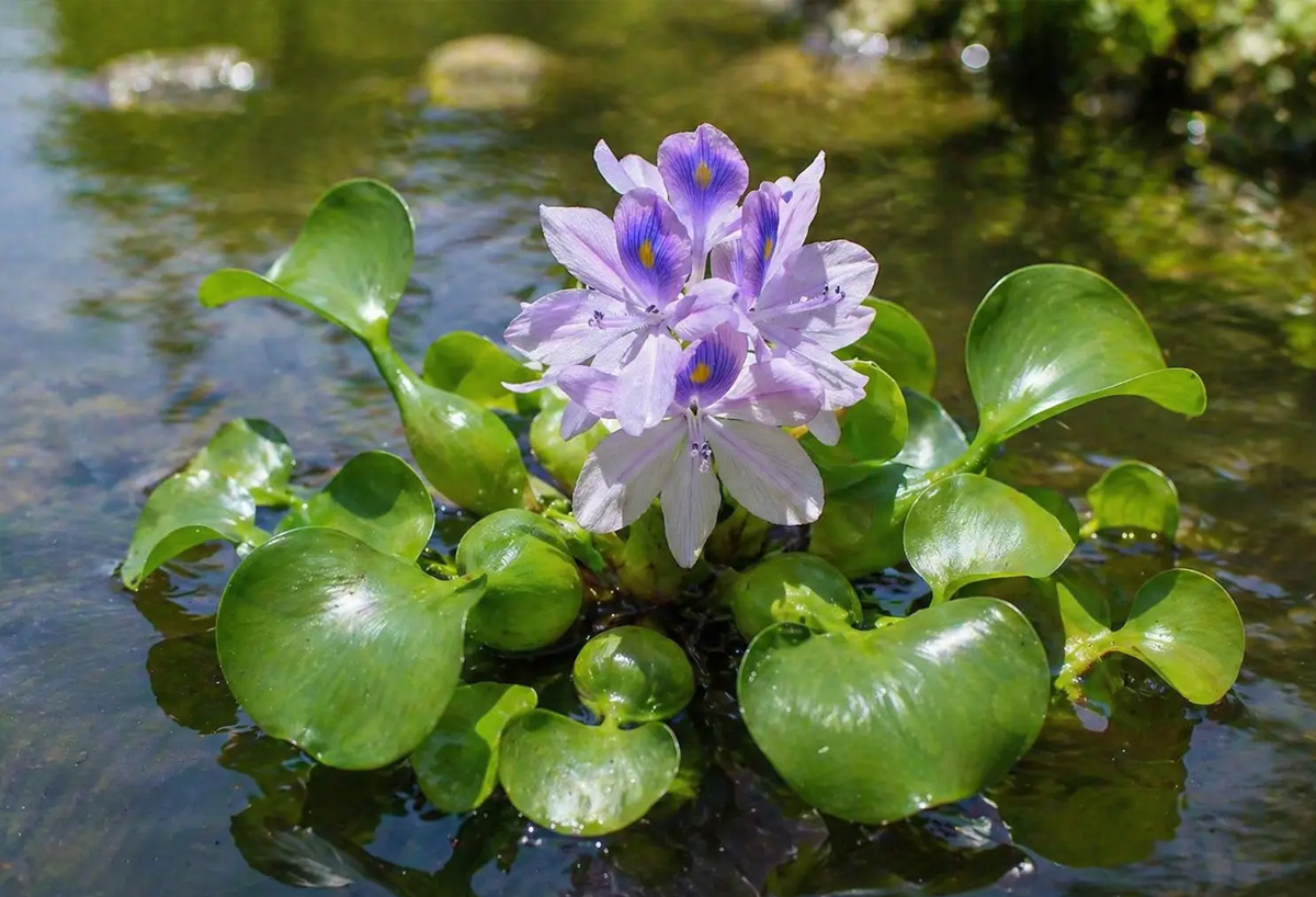 Эйхорния отличная (Eichhornia crassipes)