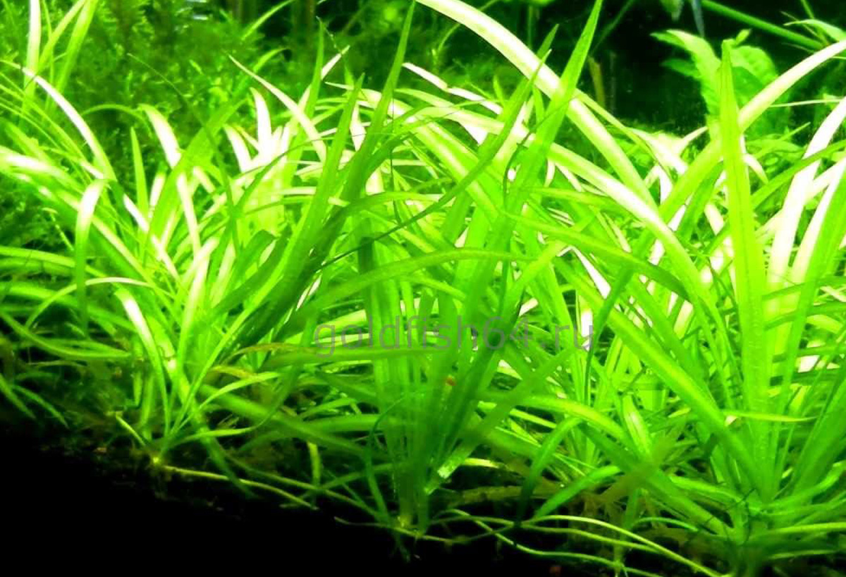 Сагиттария стрелолистная (Sagittaria subulata)